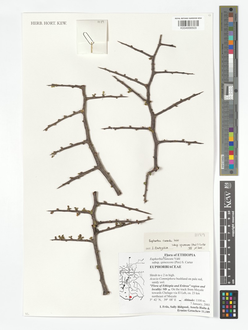Euphorbia cuneata subsp. spinescens photo 6