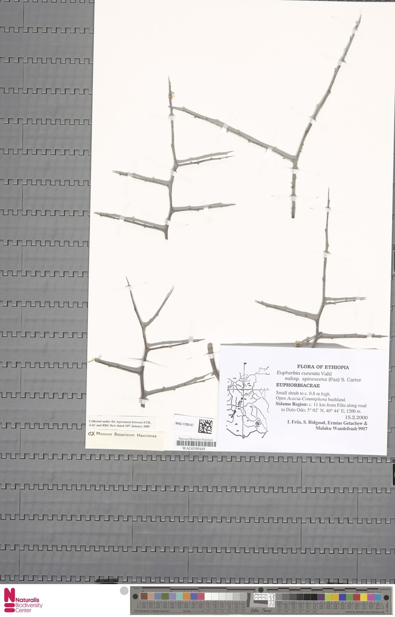 Euphorbia cuneata subsp. spinescens photo 7
