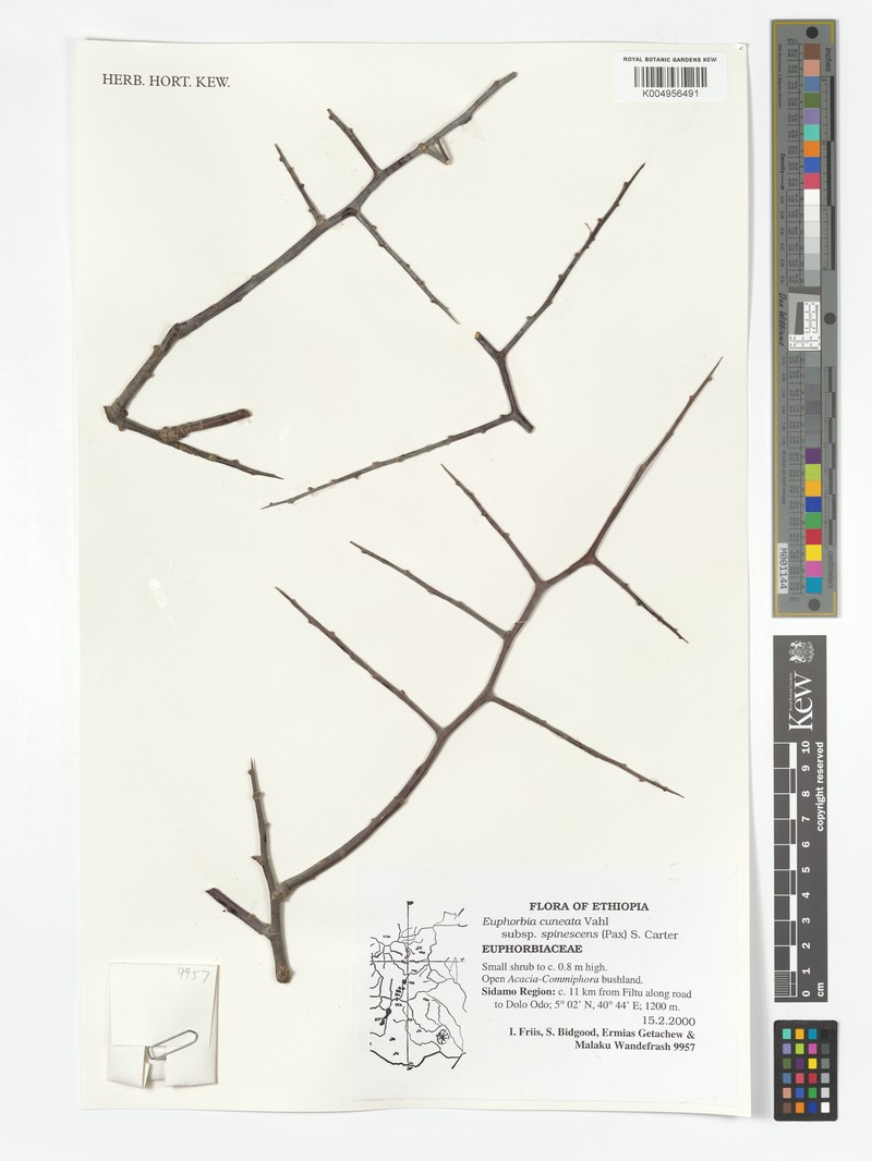 Euphorbia cuneata subsp. spinescens photo 8