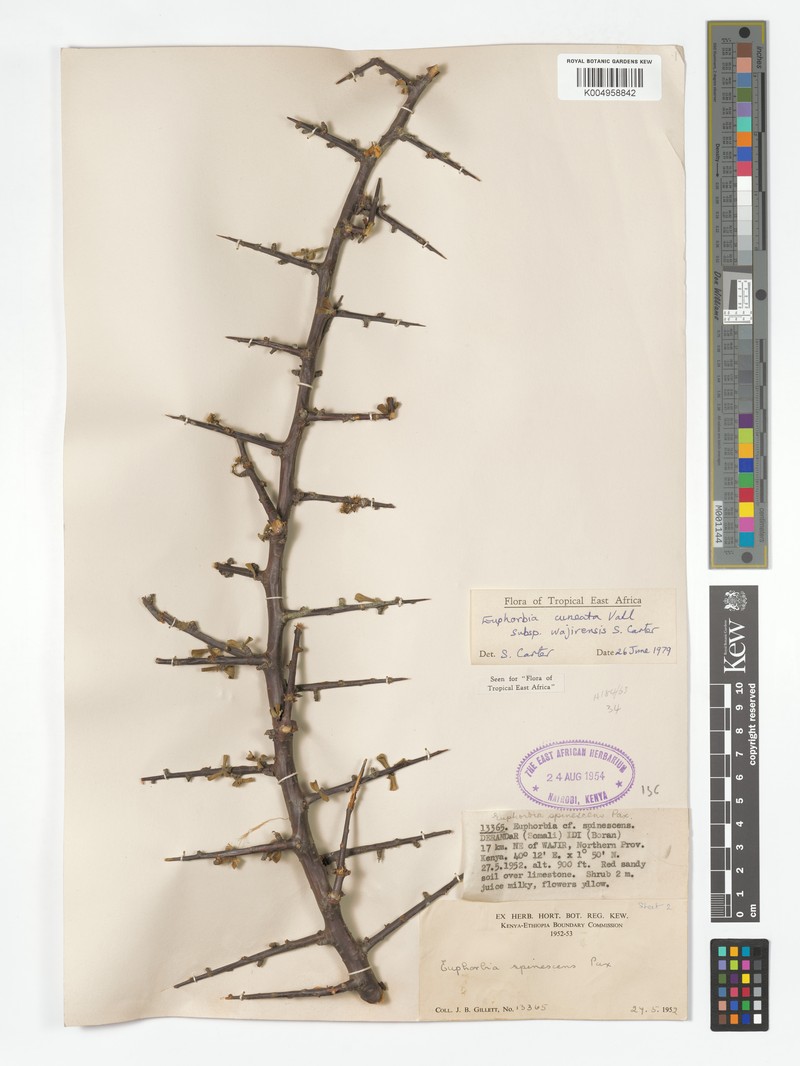Euphorbia cuneata subsp. wajirensis photo 8