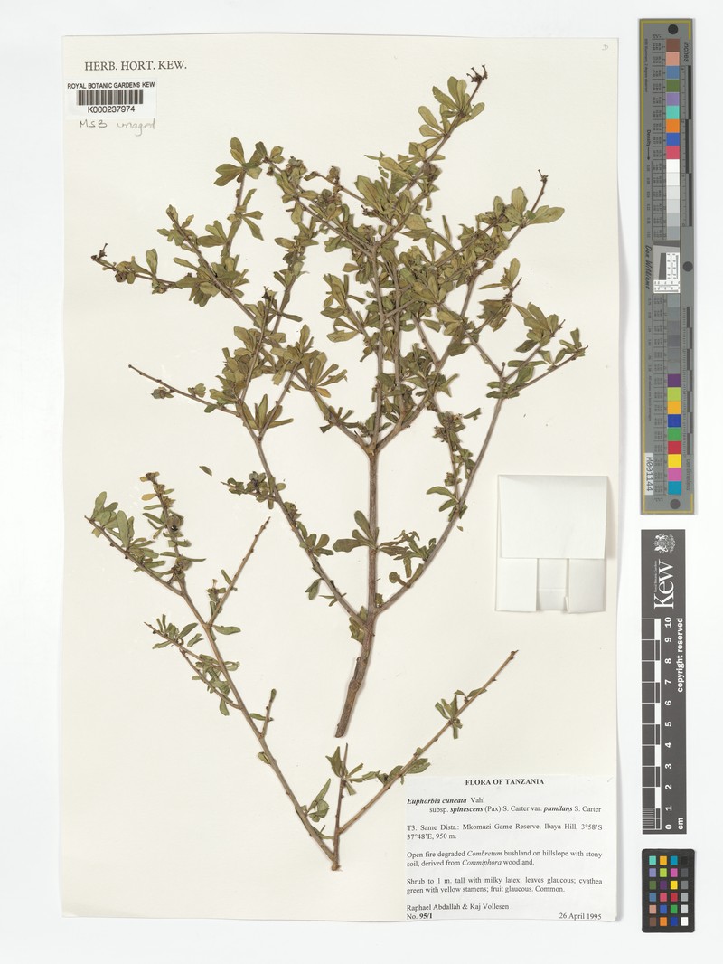 Euphorbia cuneata var. pumilans