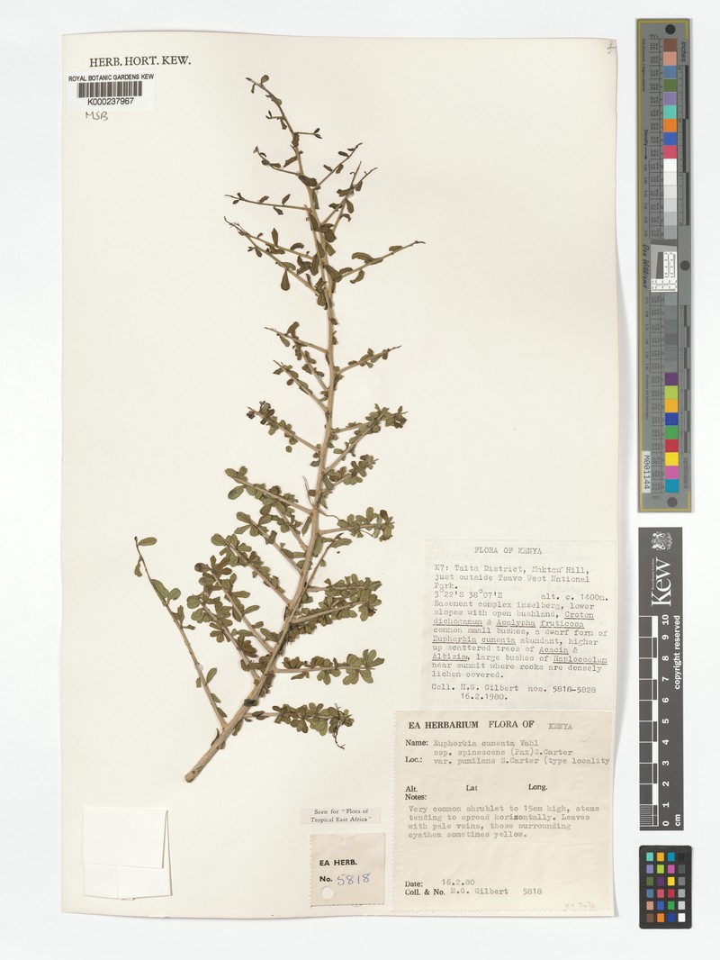 Euphorbia cuneata var. pumilans photo 2