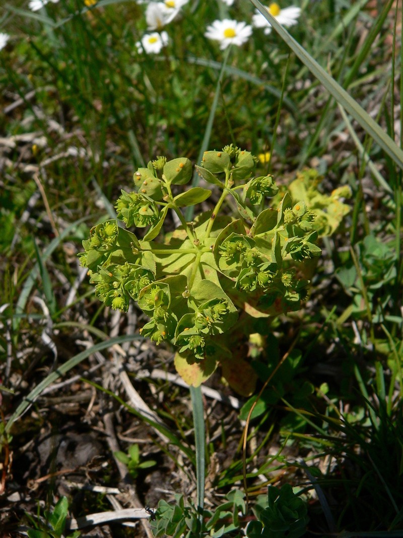 Euphorbia cuneifolia