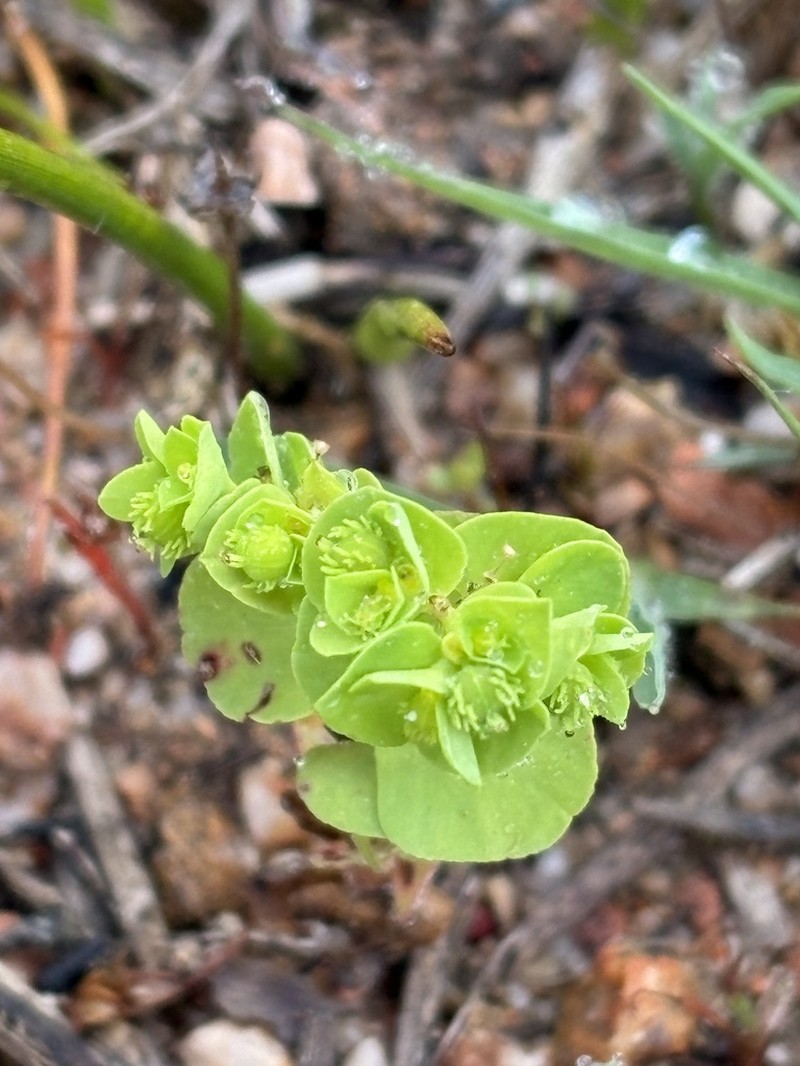 Euphorbia cuneifolia photo 2