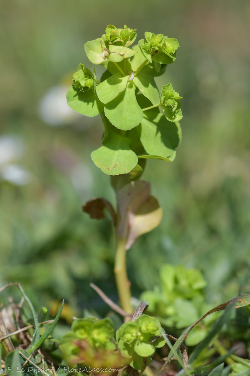 Euphorbia cuneifolia photo 3