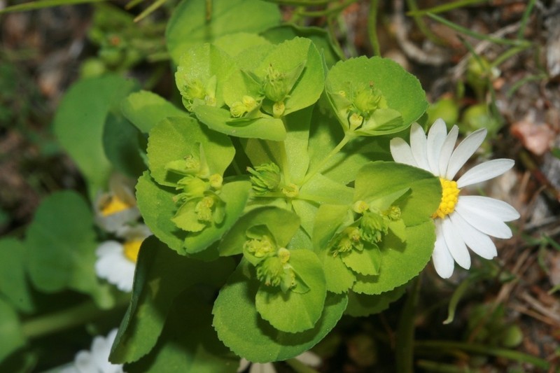 Euphorbia cuneifolia photo 4