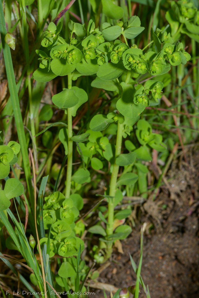Euphorbia cuneifolia photo 5