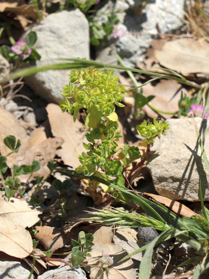 Euphorbia cuneifolia photo 6