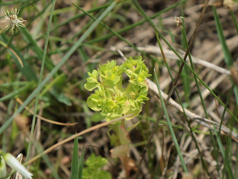 Euphorbia cuneifolia photo 7