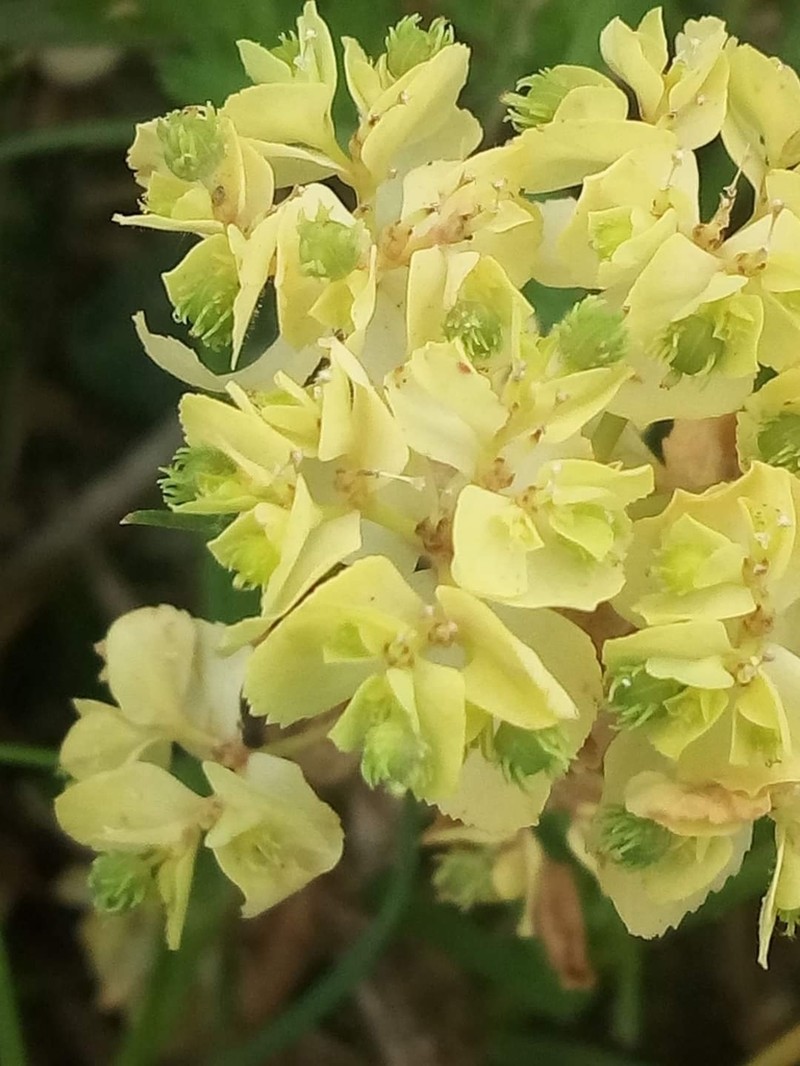 Euphorbia cuneifolia photo 8