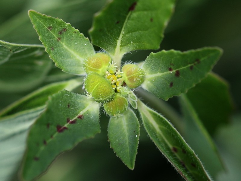 Hairy-Fruit Spurge