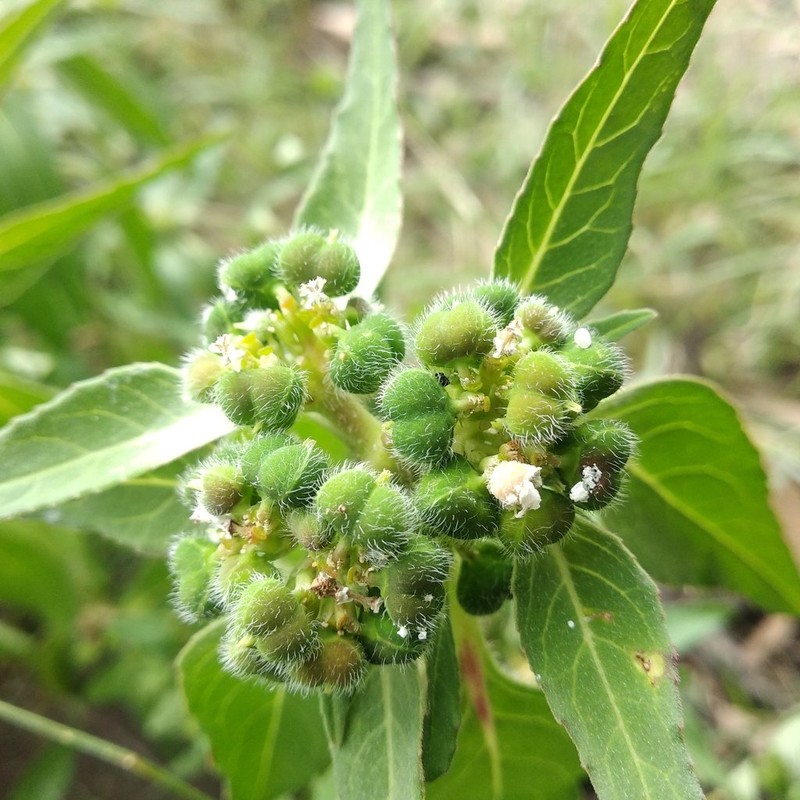 Hairy-Fruit Spurge photo 2
