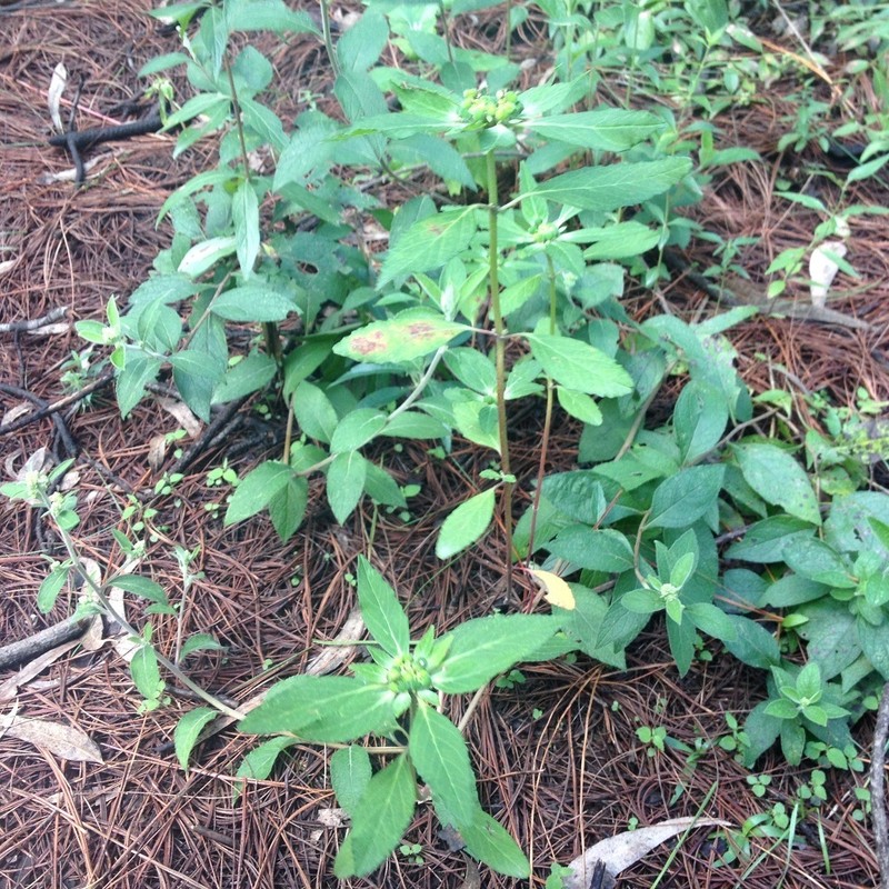 Hairy-Fruit Spurge photo 3