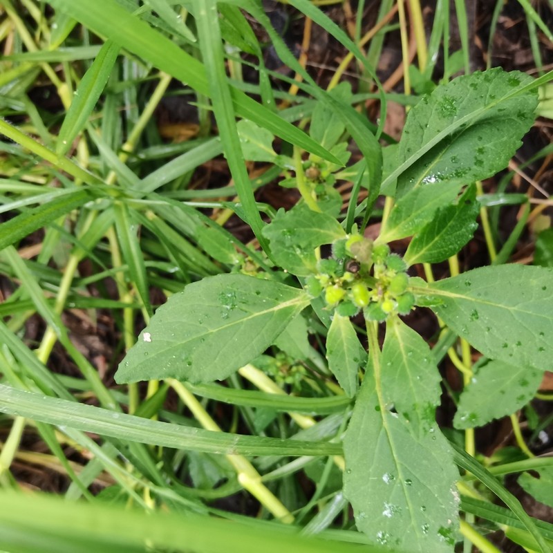 Hairy-Fruit Spurge photo 4