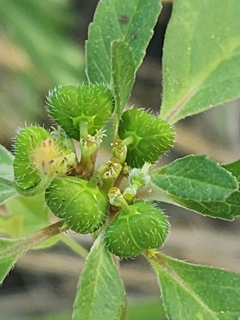 Hairy-Fruit Spurge photo 5
