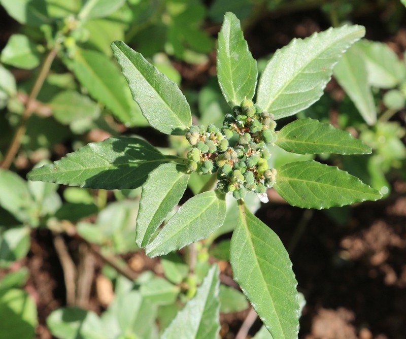 Hairy-Fruit Spurge photo 6
