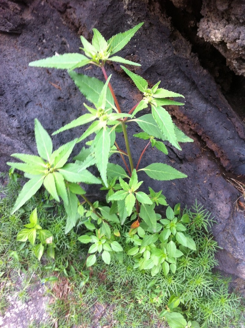 Hairy-Fruit Spurge photo 7