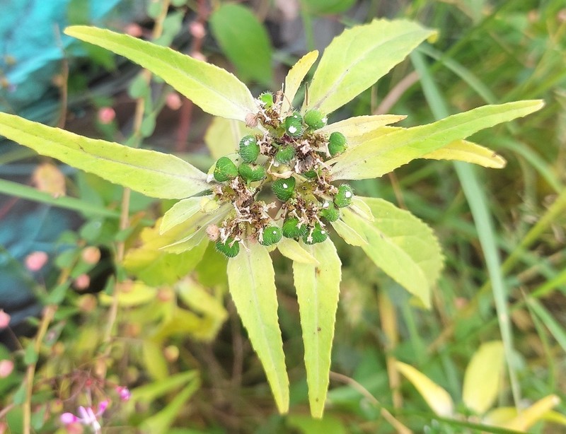 Hairy-Fruit Spurge photo 8