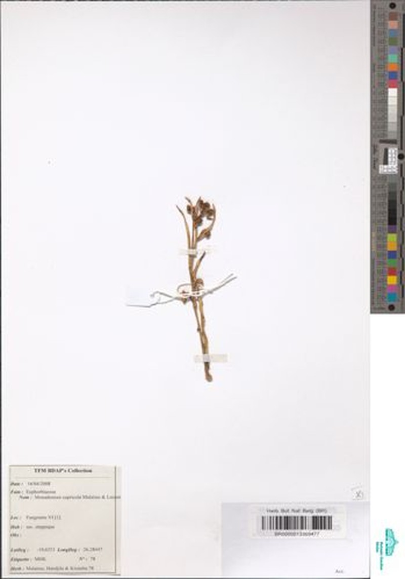 Euphorbia cupricola
