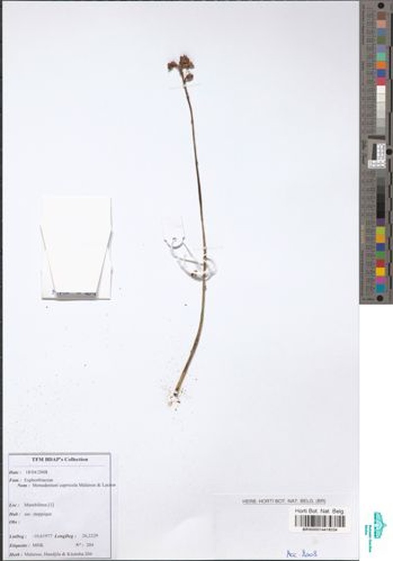 Euphorbia cupricola photo 2