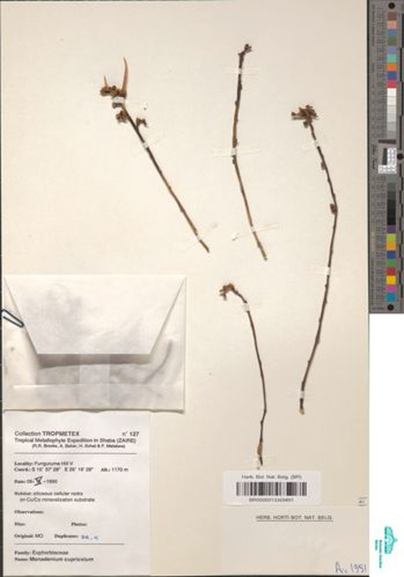 Euphorbia cupricola photo 8