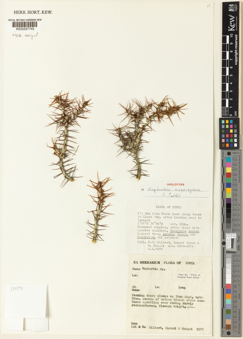 Euphorbia cuprispina photo 2