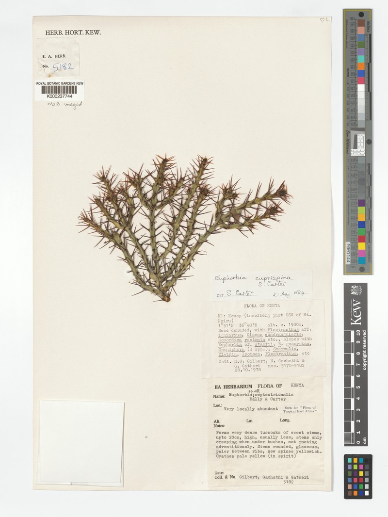 Euphorbia cuprispina photo 3