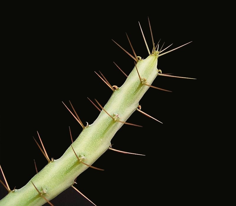 Euphorbia cuprispina