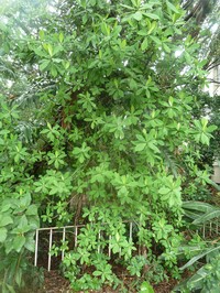 Euphorbia cupularis