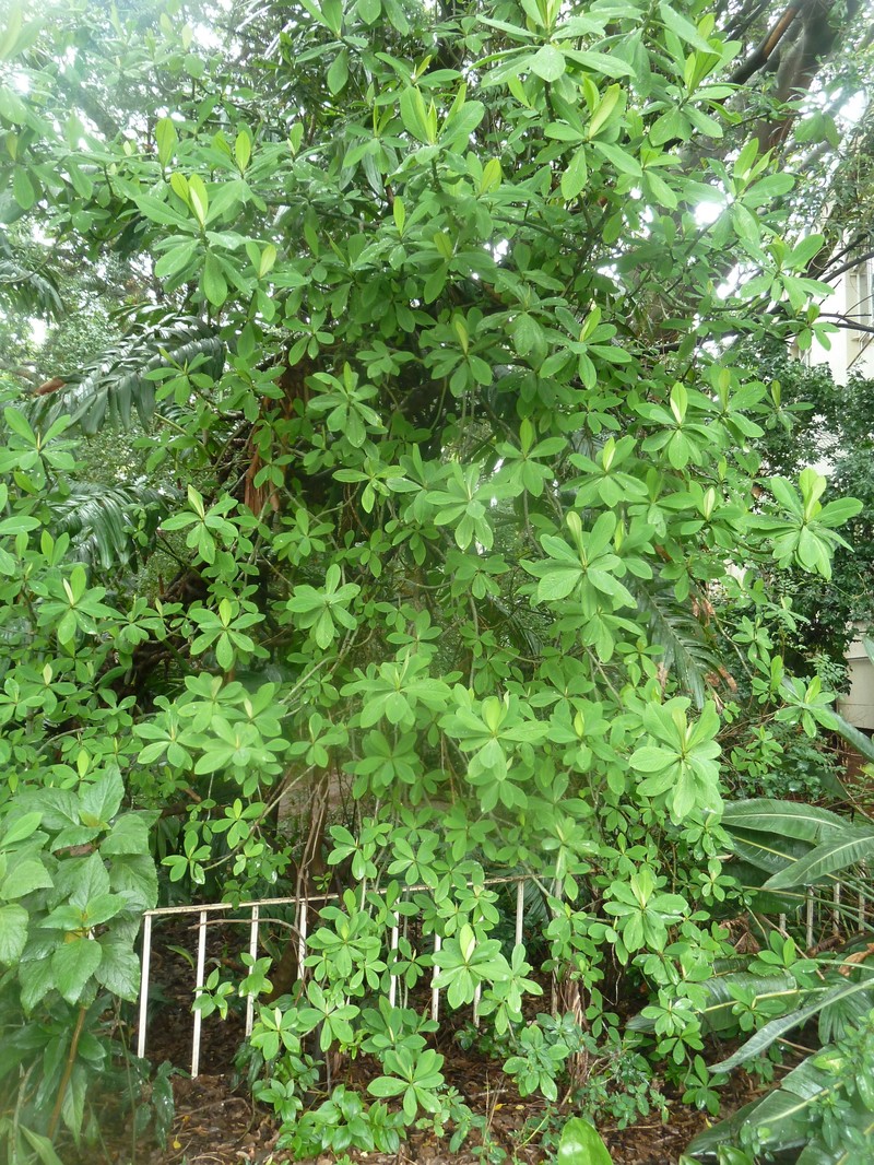 Euphorbia cupularis