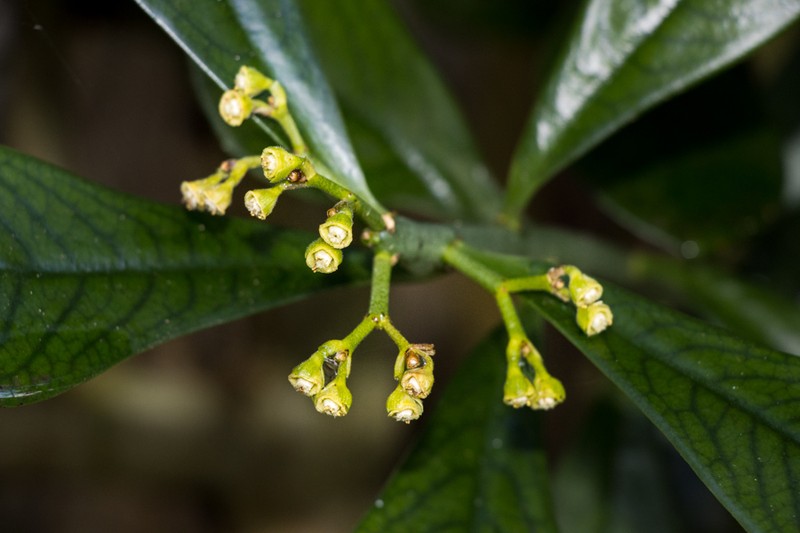 Euphorbia cupularis photo 2