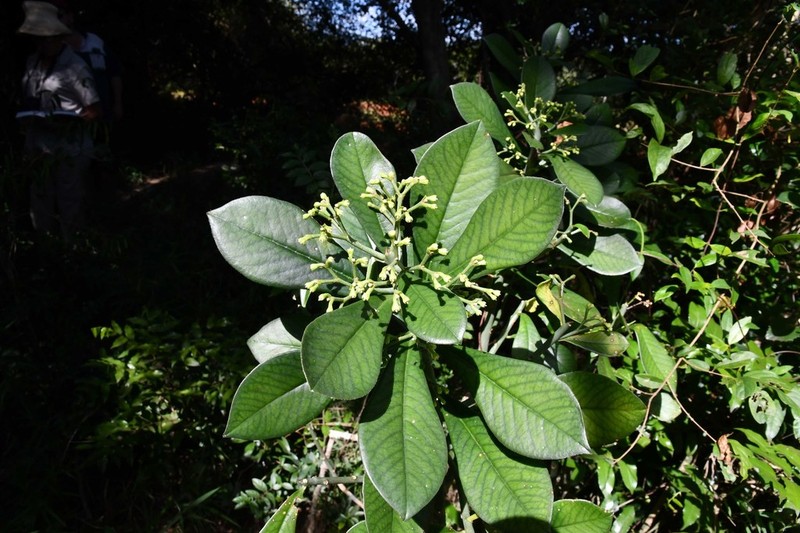 Euphorbia cupularis photo 3