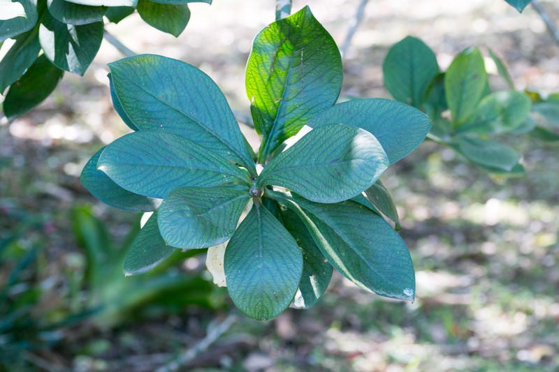 Euphorbia cupularis photo 4
