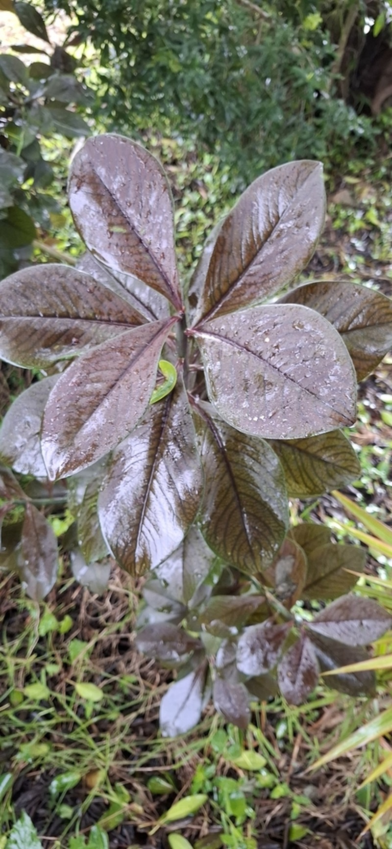 Euphorbia cupularis photo 5
