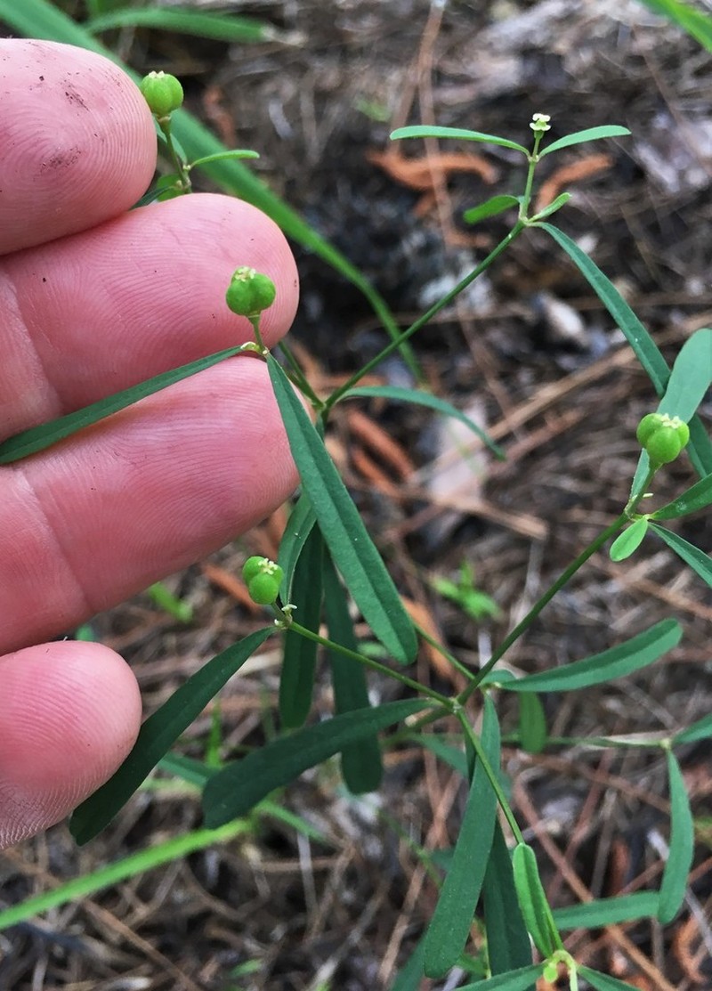 Curtis' Spurge