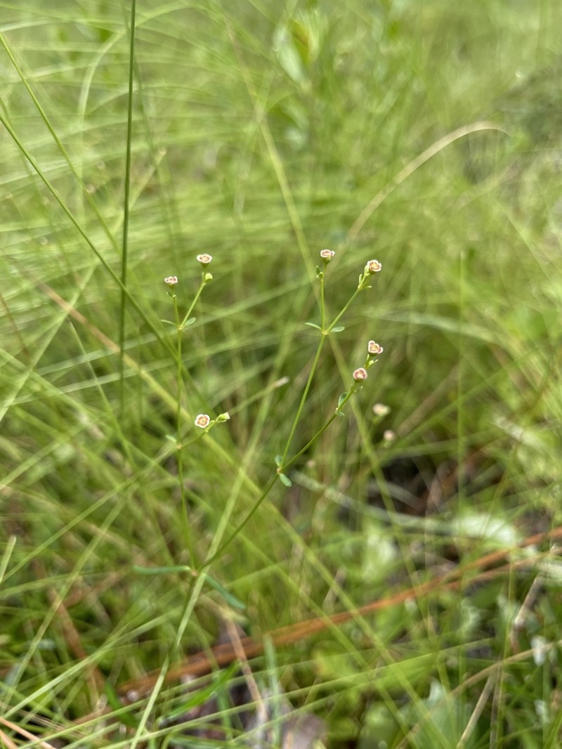 Curtis' Spurge photo 2
