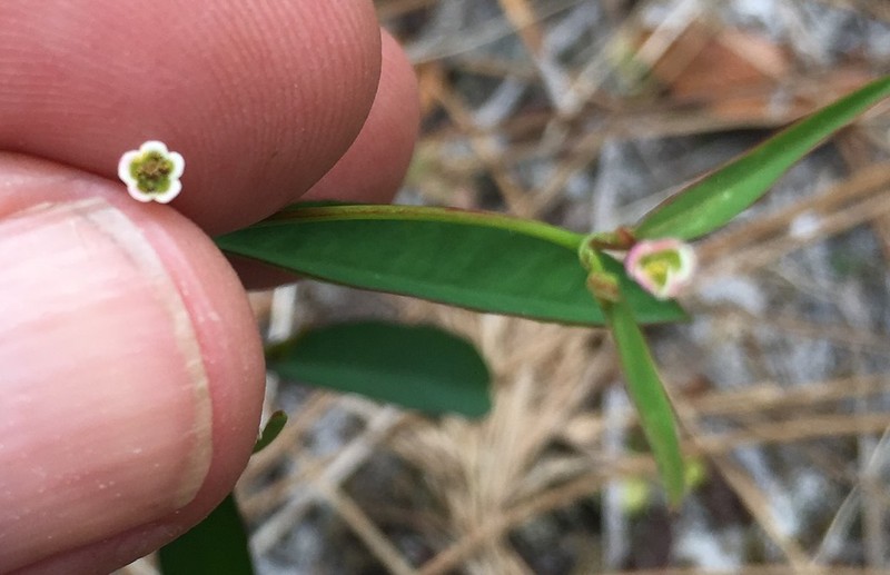 Curtis' Spurge photo 3