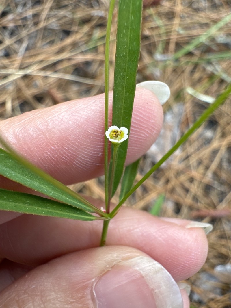 Curtis' Spurge photo 4