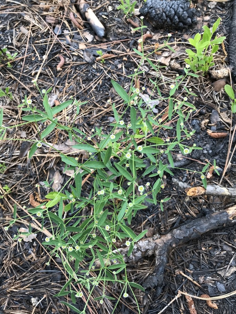 Curtis' Spurge photo 5