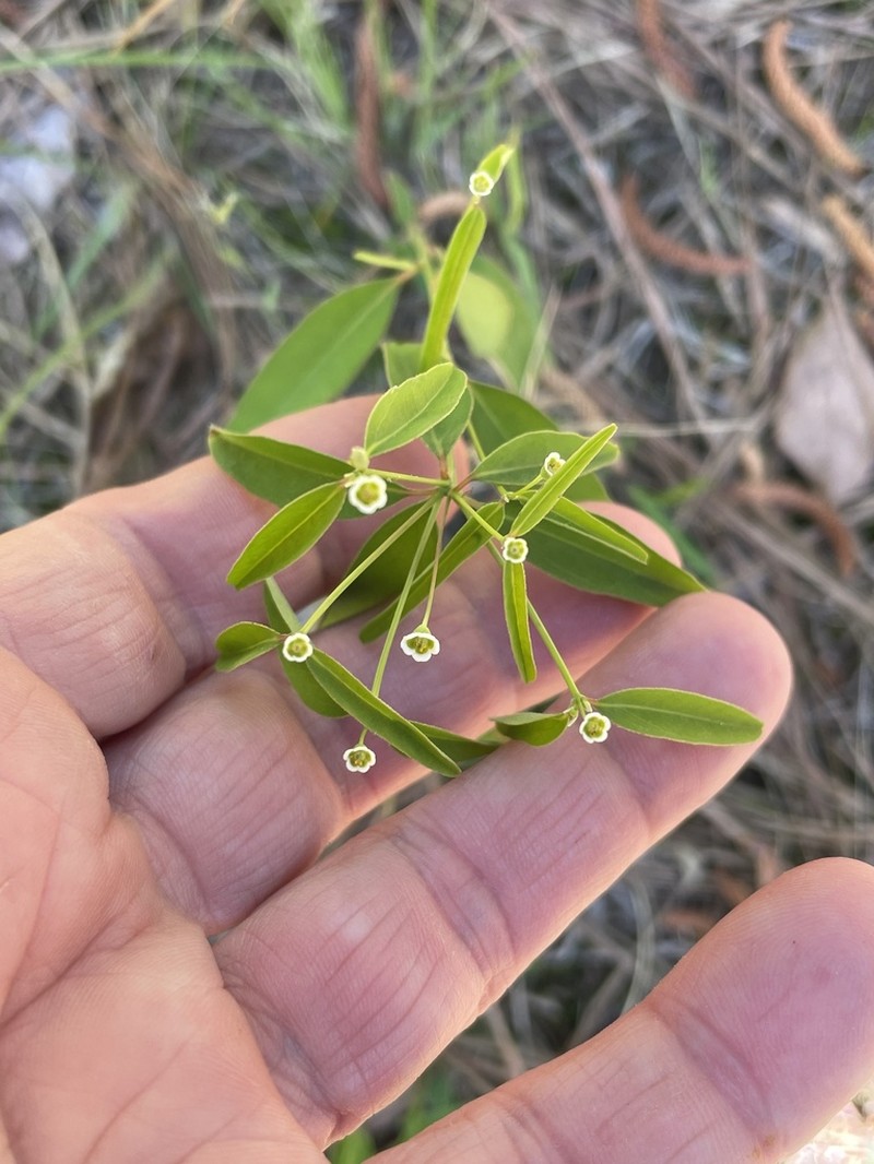 Curtis' Spurge photo 6