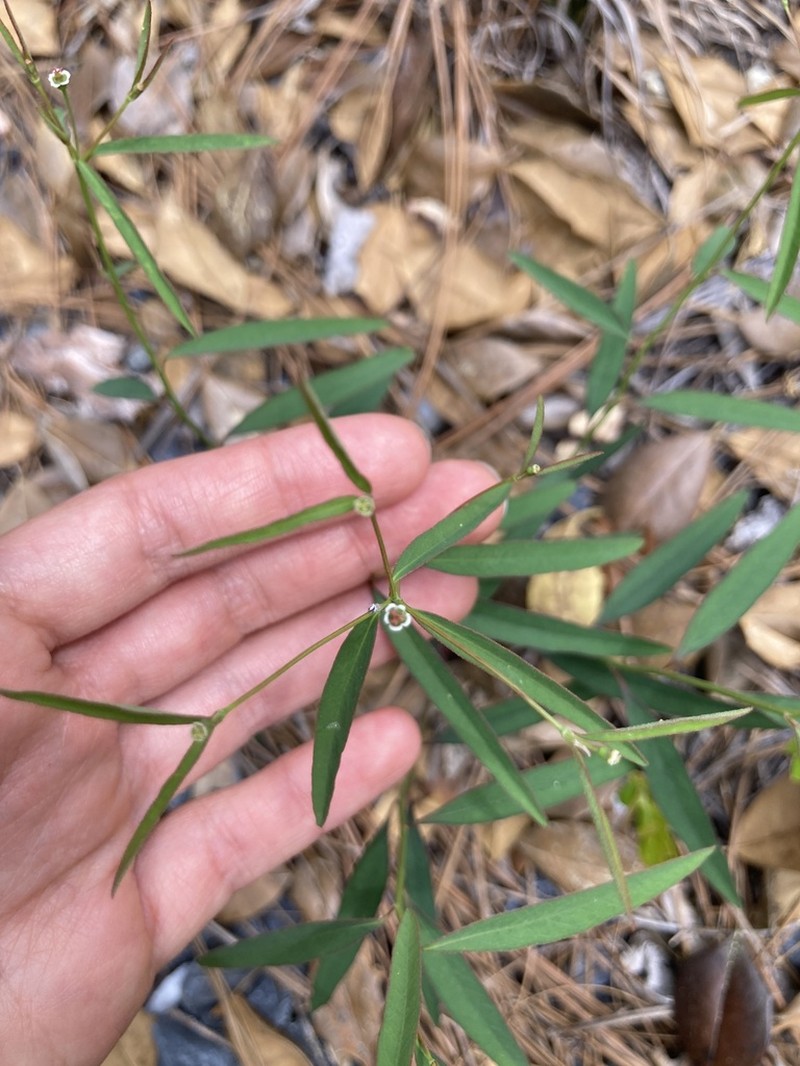 Curtis' Spurge photo 7