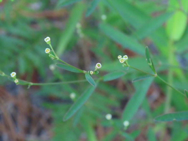 Curtis' Spurge photo 8