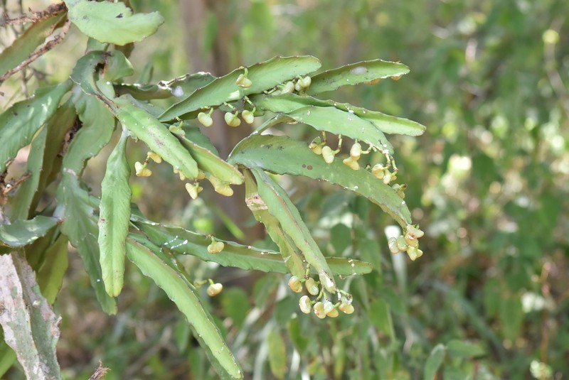 Euphorbia cussonioides photo 2