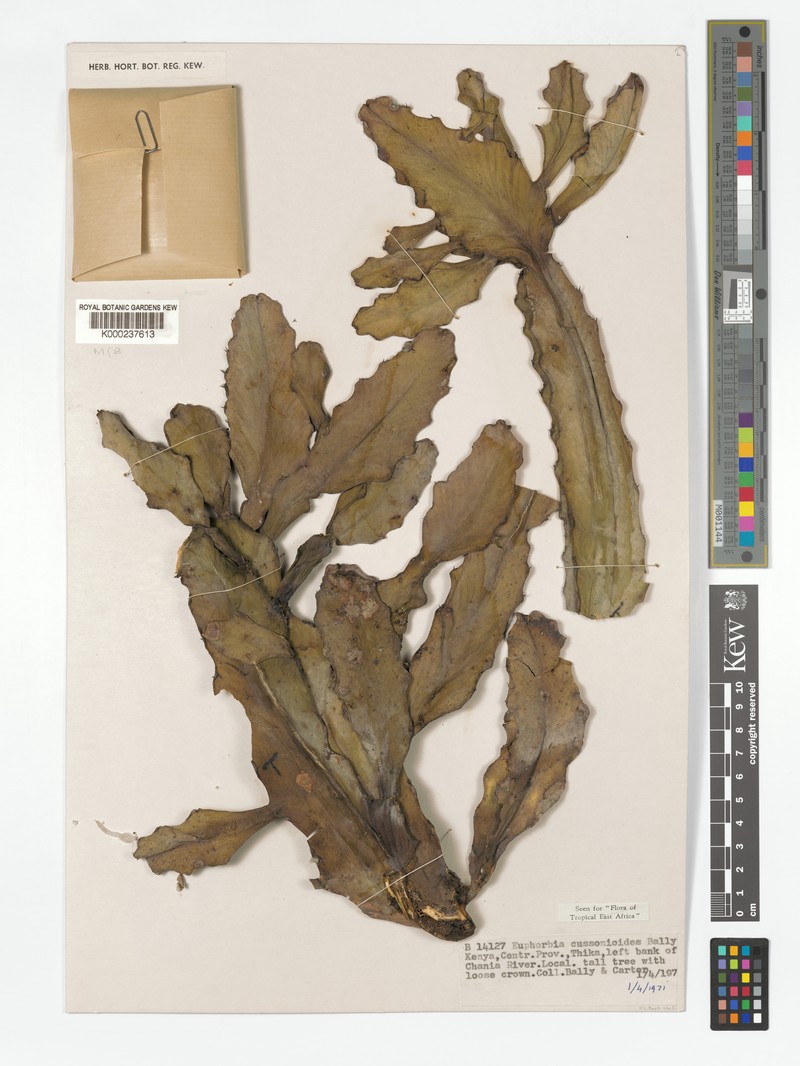 Euphorbia cussonioides photo 8