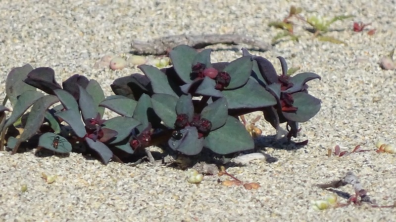 Euphorbia cyanofolia