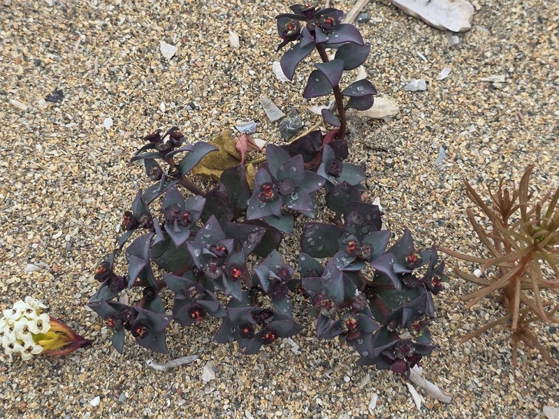Euphorbia cyanofolia photo 2