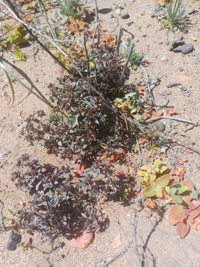 Euphorbia cyanofolia photo 3