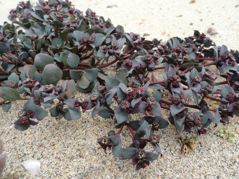 Euphorbia cyanofolia photo 4