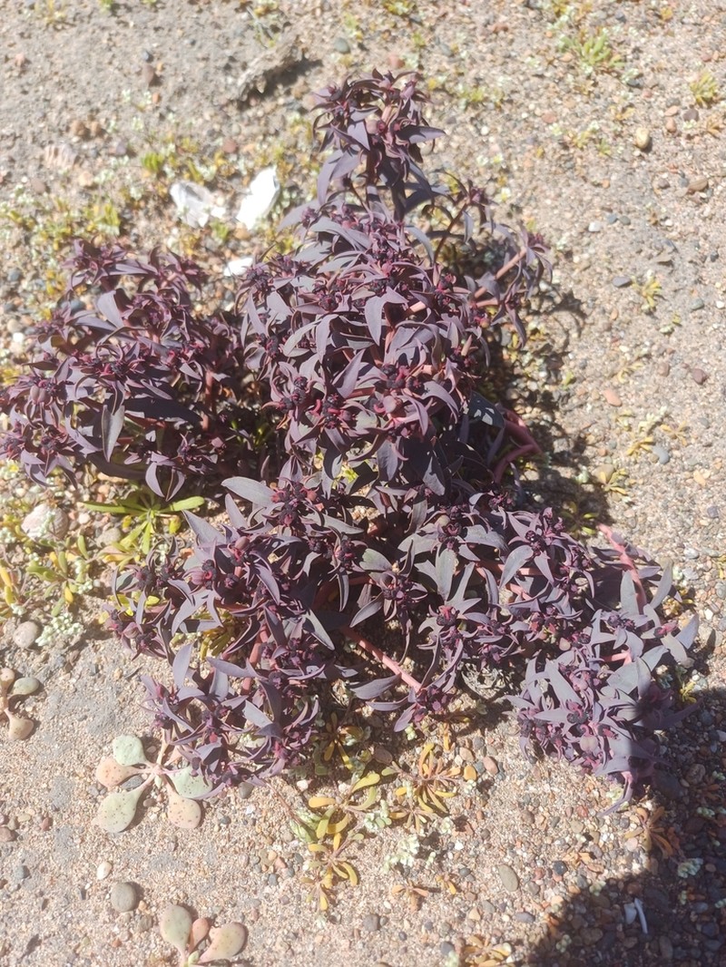 Euphorbia cyanofolia photo 5