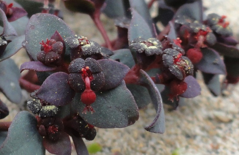 Euphorbia cyanofolia photo 6